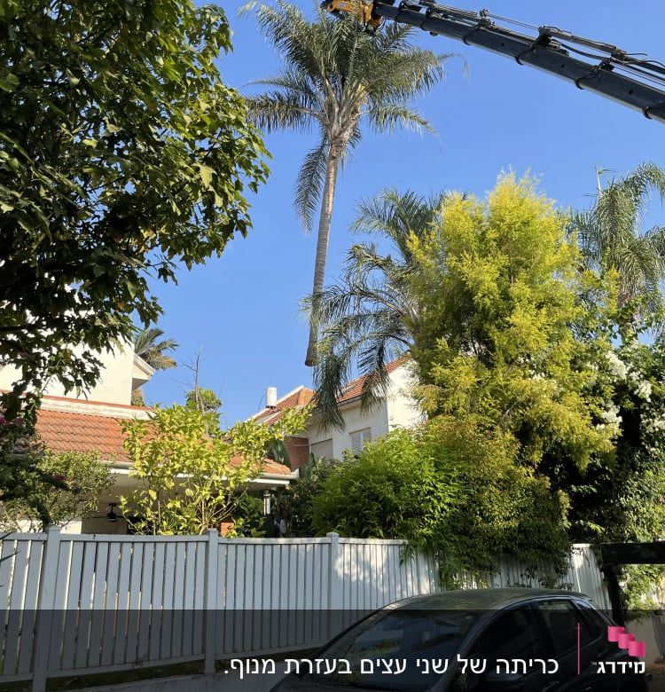 מנוף גוזם ענפים מעץ דקל גבוה